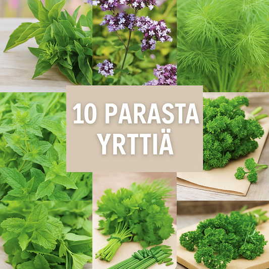 10 parasta yrttiä kotikasvatukseen