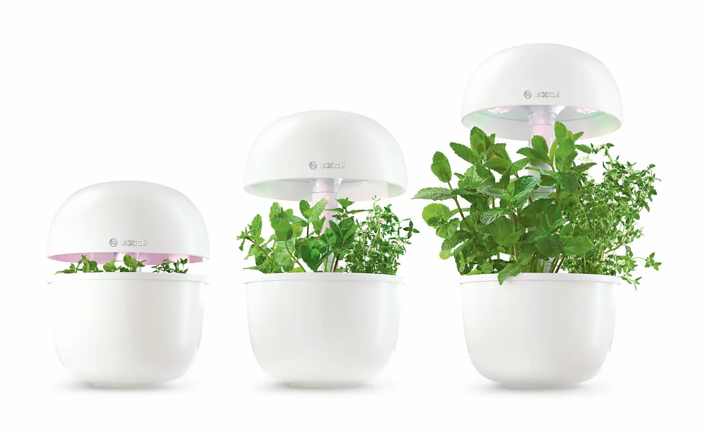 Bosch SmartGrow 3 -laitteessa kasvaa yrttejä optimaalisen valaistuksen alla.