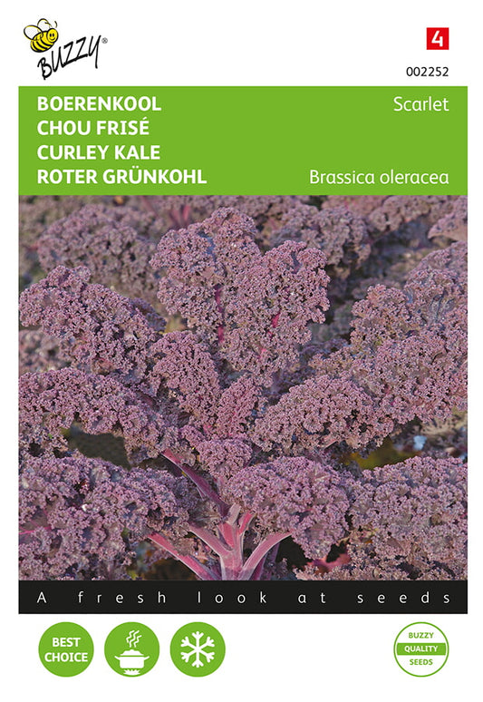 Lehtikaali ‘Scarlet’ siemenpussin etupuoli, jossa näkyy punaviolettia lehtikaalia.