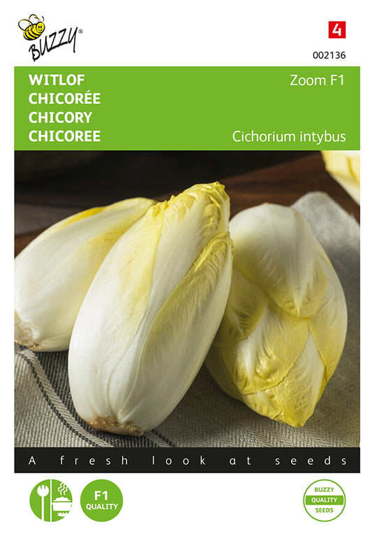 Siemenpussi, jossa Brysselin sikuri ‘Zoom F1’ (Cichorium intybus). Buzzy®-brändi ja kuvitus valkoisista sikuripäistä.