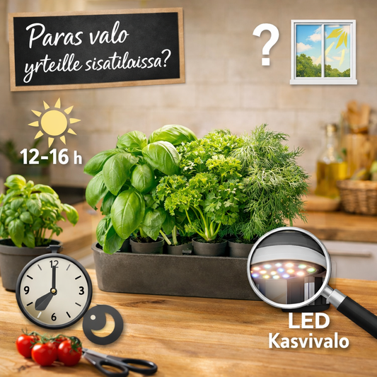Paras valo yrteille sisätiloissa – kuinka paljon ja millaista valoa kasvit oikeasti tarvitsevat?