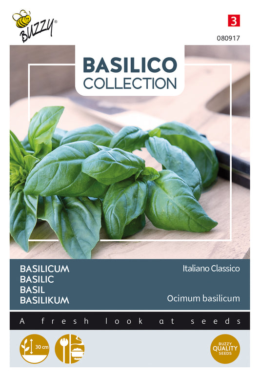 Basilika ‘Italiano Classico’ siemenpussin etupuoli, vihreälehtinen genovalainen basilika.