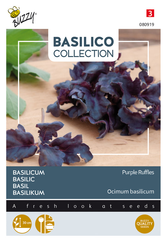 Basilika ‘Purple Ruffles’ siemenpussin etupuoli, koristeellinen tummanvioletti basilika.